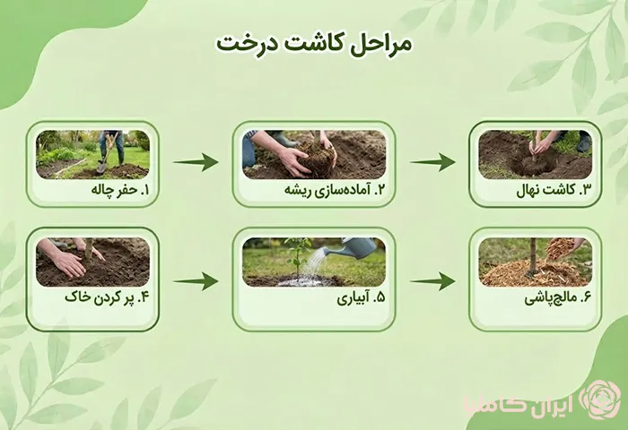 آموزش کاشت درخت